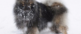 Illustration : "11 races de chiens qui supportent mieux l’hiver que les autres"