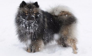 Illustration : "11 races de chiens qui supportent mieux l’hiver que les autres"