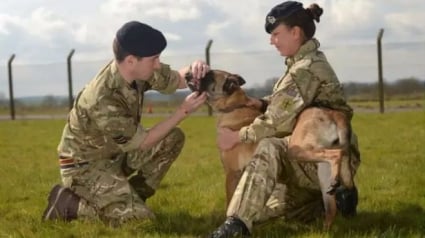Illustration : Grande-Bretagne : Des chiens de l’armée promis à l’euthanasie, finalement épargnés