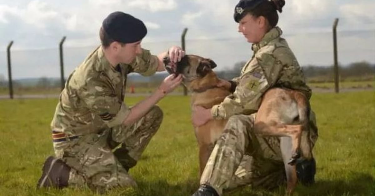 GrandeBretagne Des chiens de l’armée promis à l