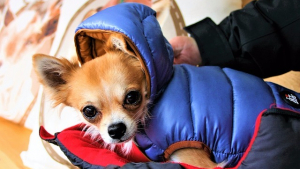 Illustration : 10 races de chiens qui supportent mal le froid hivernal