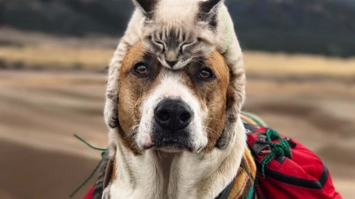 Illustration : "Henry le chien et Baloo le chat adorent les randonnées et leurs photos sont géniales !"