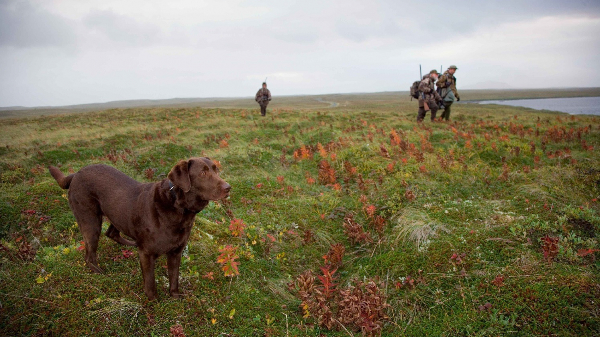 Illustration : "Gard (30) : Un chien de chasse et son maître retrouvés morts "