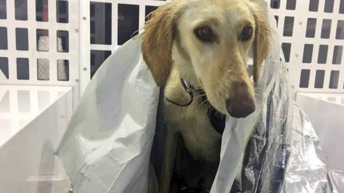 Illustration : "Angleterre : Un chien sauvé d’une mort certaine par la police"