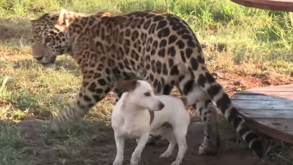 Illustration : "L’étonnante et belle amitié entre un chien et un… jaguar !"