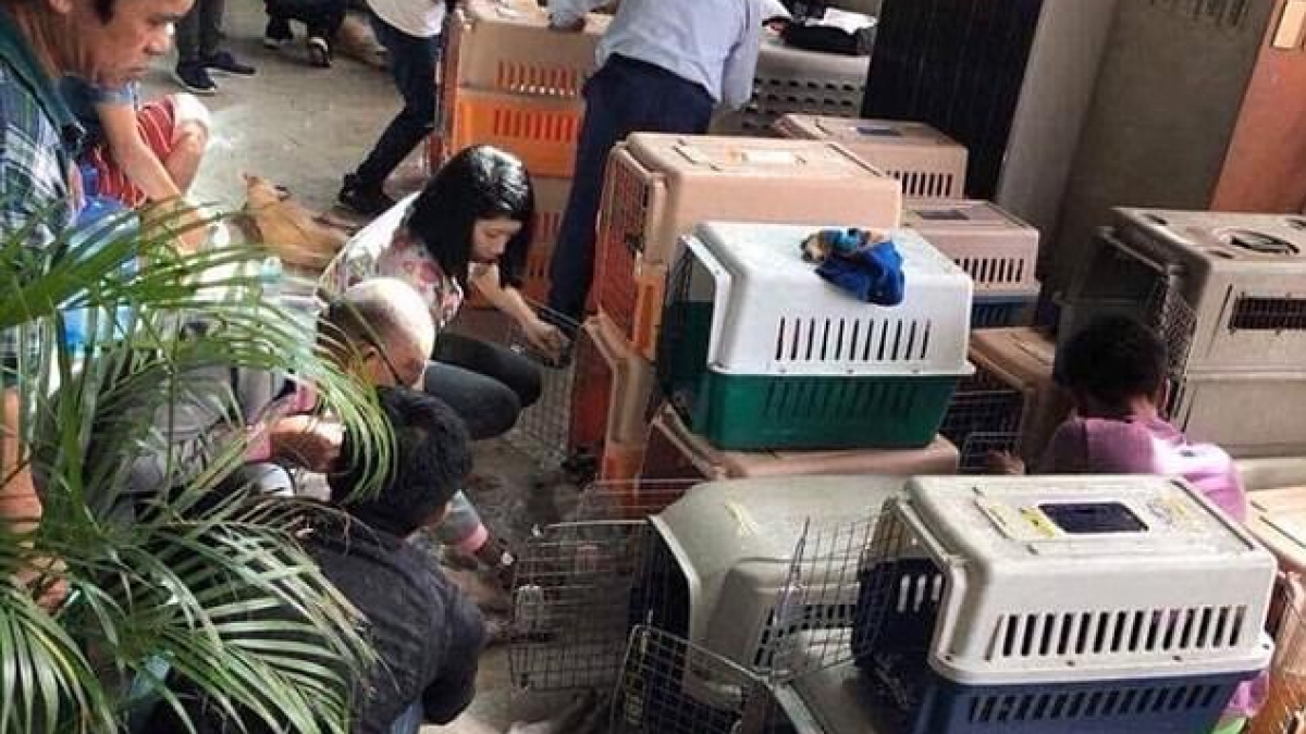 Illustration : "Philippines : 30 chiens morts asphyxiés dans un camion"