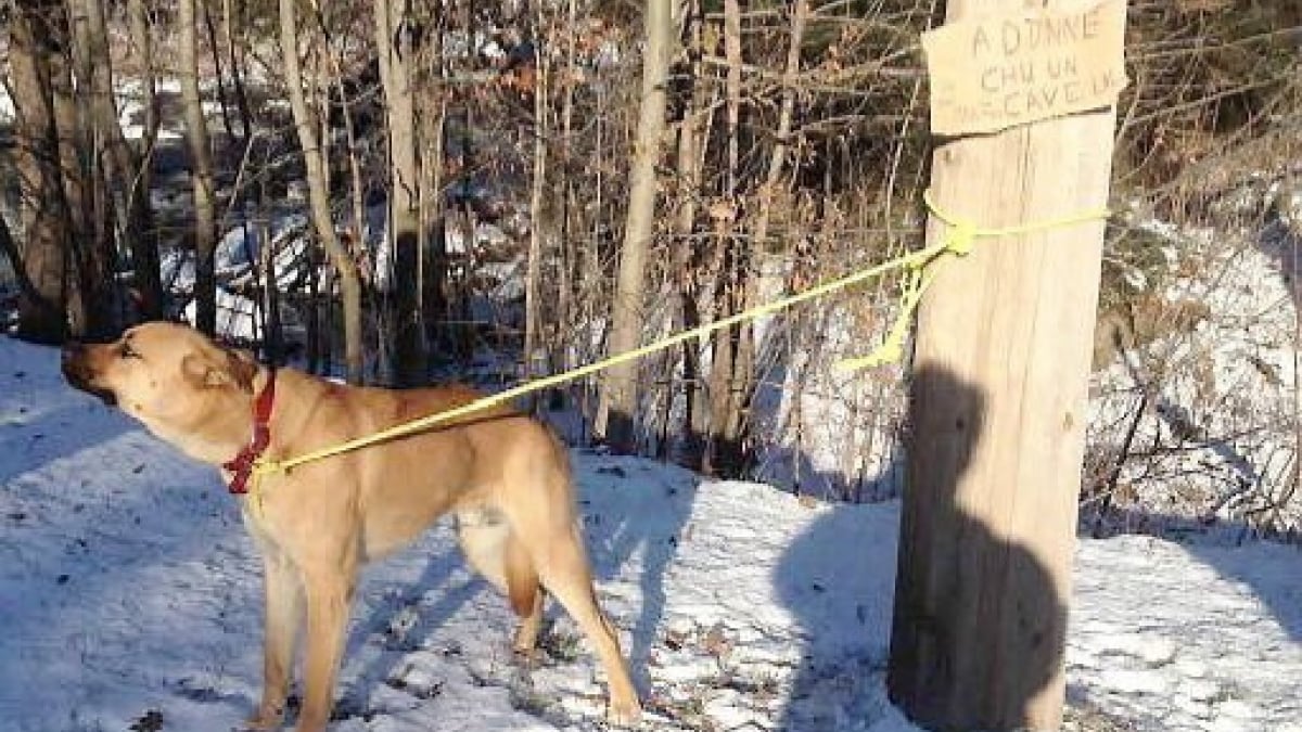 Illustration : "Canada : Il attache son chien à un poteau dehors parce qu’il a endommagé son sofa"