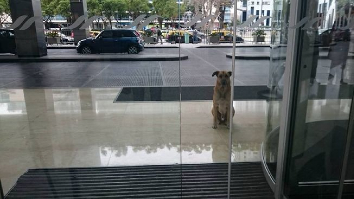 Illustration : "Une hôtesse allemande finit par adopter le chien qui l'attendait chaque jour devant son hôtel"