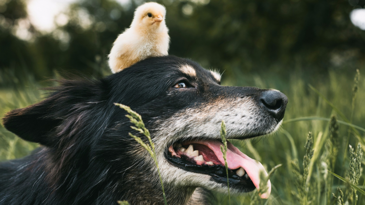 Illustration : "Faire cohabiter son chien avec d’autres espèces"