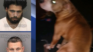 Illustration : Etats-Unis : Des suspects tirent sur un chien après avoir volé un véhicule