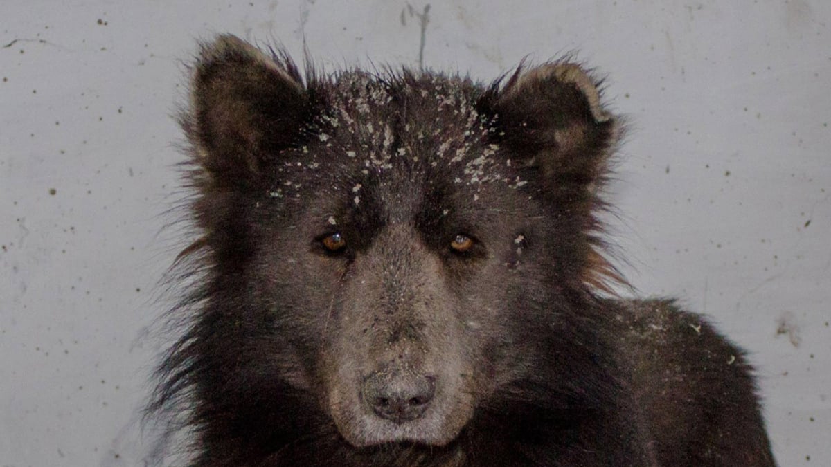 Illustration : "Est-ce un loup ou un ours ? C’est un chien, révèlent les experts"