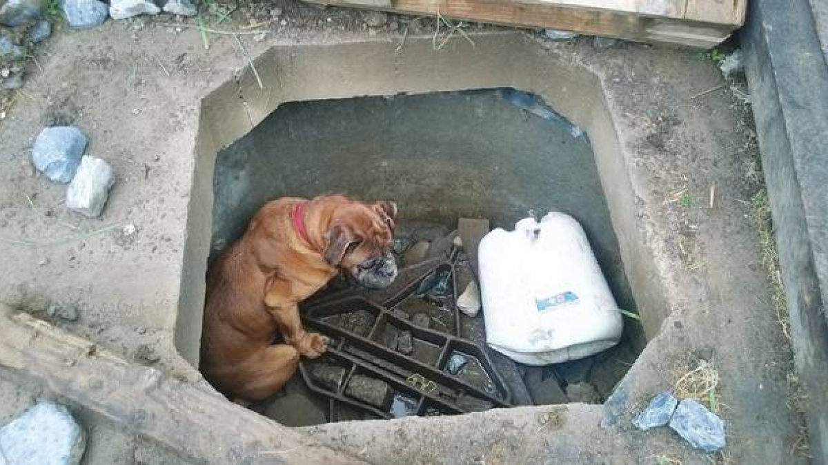Illustration : "Une fillette et son père sauvent une chienne jetée dans une fosse"