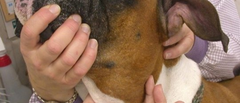 10 Signes Annonciateurs Du Cancer Canin