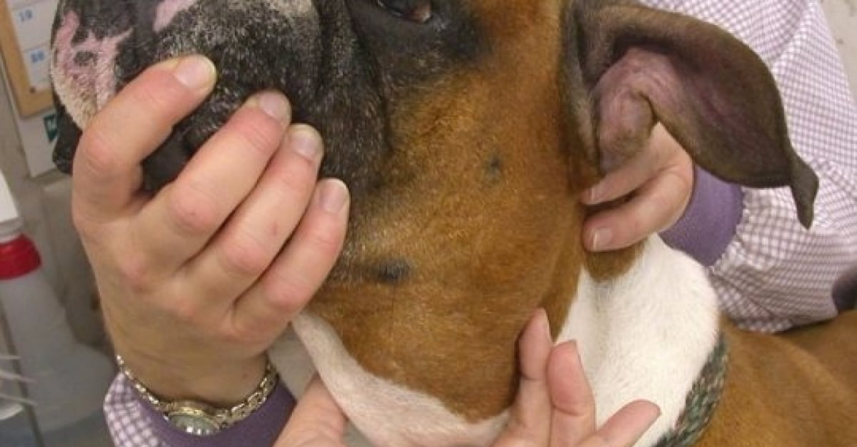 10 Signes Annonciateurs Du Cancer Canin