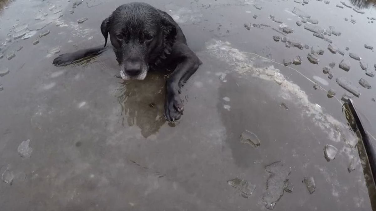 Illustration : "Angleterre : Sauvetage d’un chien tombé dans l’eau glacée"