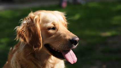 Illustration : 6 méthodes pour garder un chien âgé en bonne santé