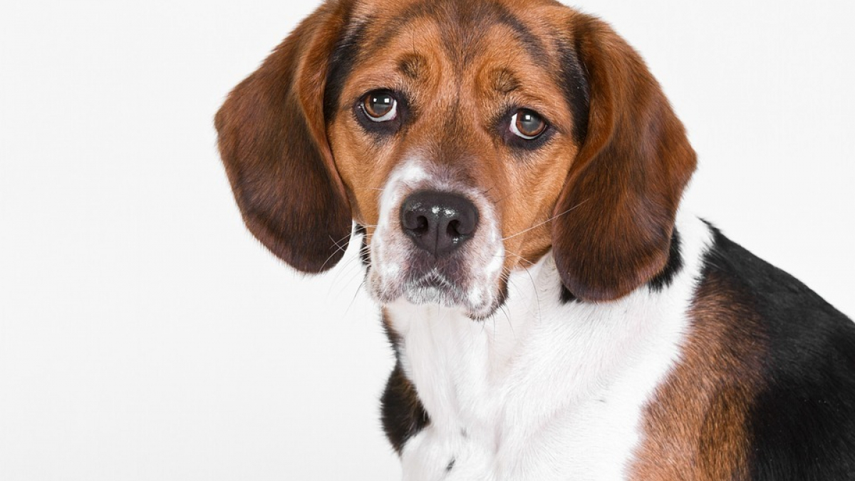 Illustration : "6 raisons qui expliquent la mauvaise odeur de votre chien"