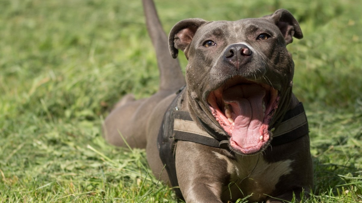 Illustration : "A Montréal, les Pitbulls ne sont désormais plus interdits"