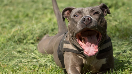 Illustration : A Montréal, les Pitbulls ne sont désormais plus interdits