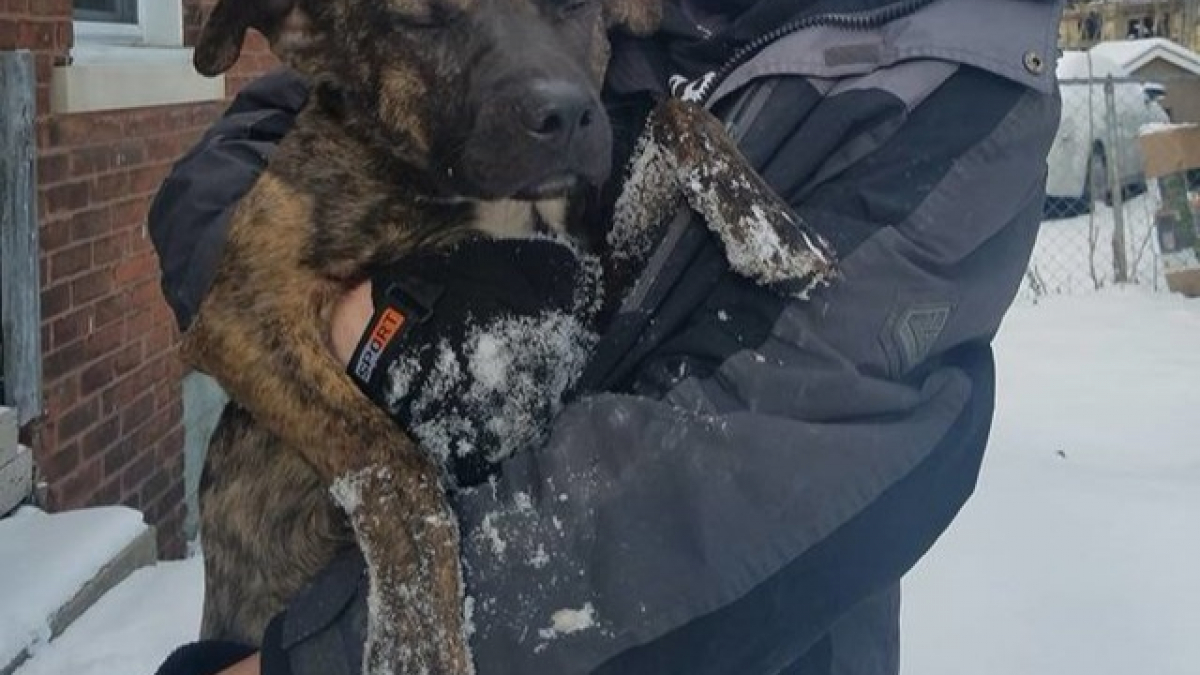 Illustration : "Laissé dehors sous la neige, une association sauve la vie de ce chien"