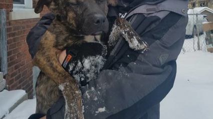 Illustration : Laissé dehors sous la neige, une association sauve la vie de ce chien