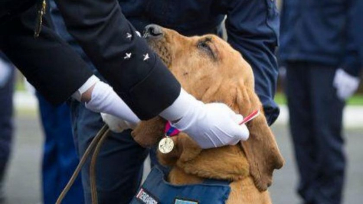 Illustration : "Un chien de la gendarmerie de Seine-et-Marne reçoit la médaille de la Défense nationale"