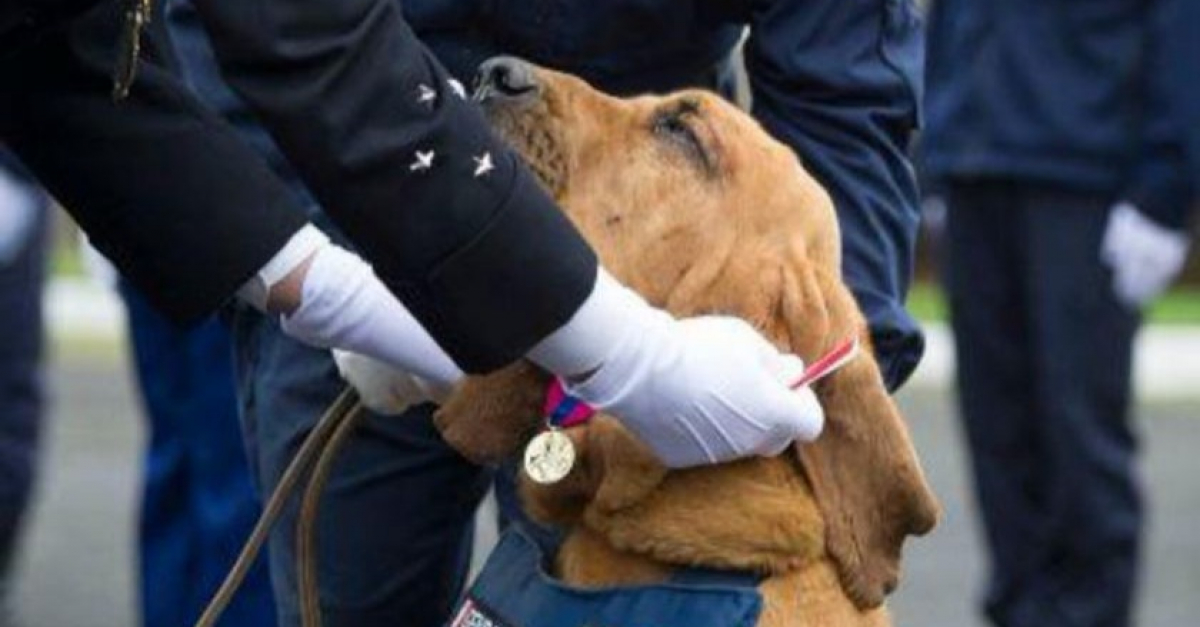 Un chien de la gendarmerie de SeineetMarne reçoit la