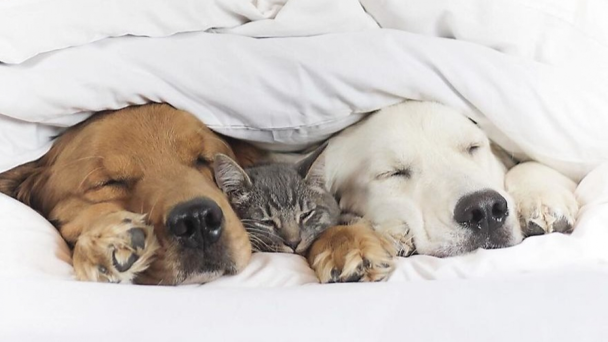 Illustration : "Ces 2 chiens et ce chat sont les meilleurs amis au monde. Découvrez leurs adorables photos"