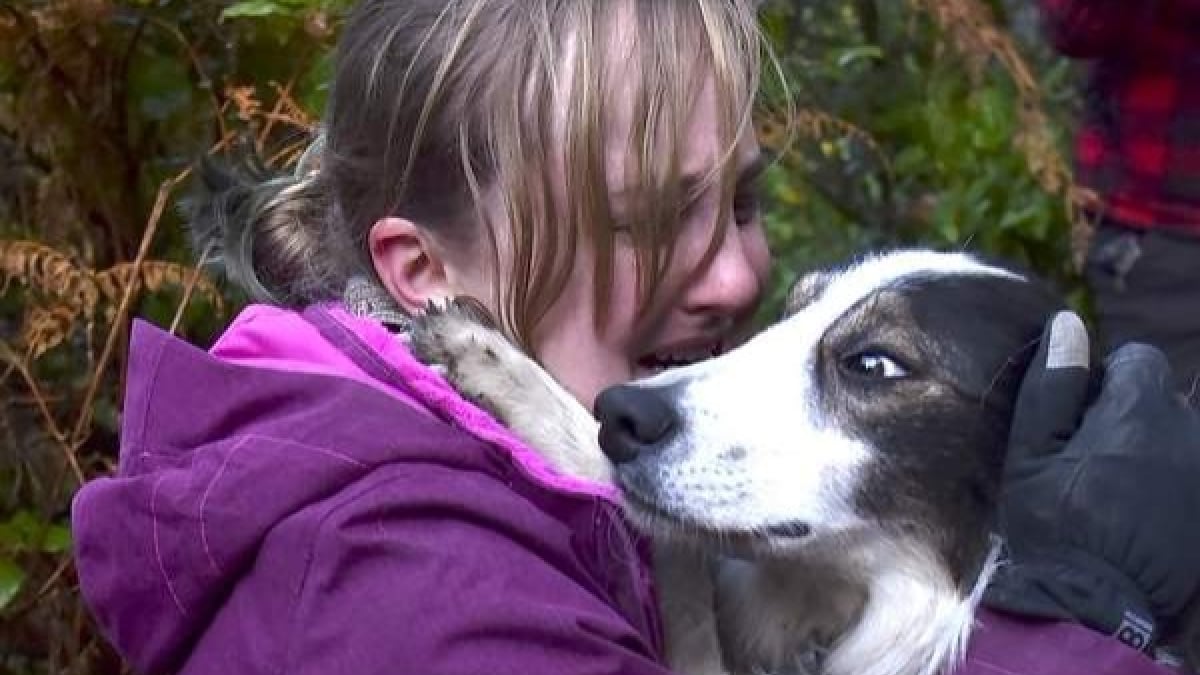 Illustration : "Etats-Unis : Sauvetage d’un chien coincé sur une falaise dans l’Oregon"