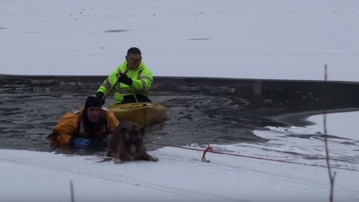 Illustration : "Etats-Unis : un chien sauvé in extremis de la noyade dans un lac gelé dans l’Illinois"