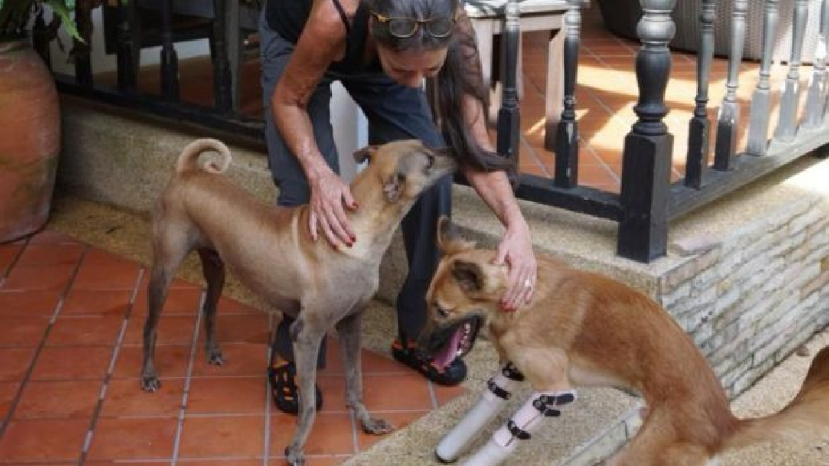 Illustration : "Thaïlande : La nouvelle vie d’un chien mutilé après avoir reçu des prothèses"