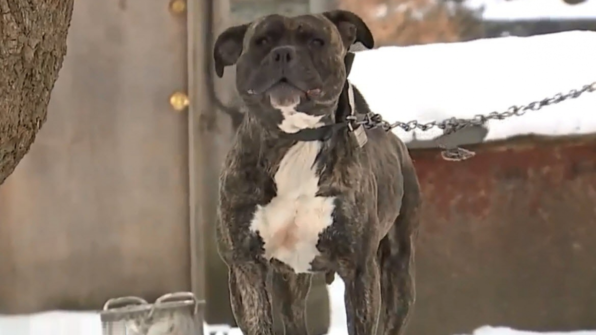 Illustration : "Etats-Unis : Pour protéger les chiens du froid une association et le service animalier de Detroit joignent leurs efforts"