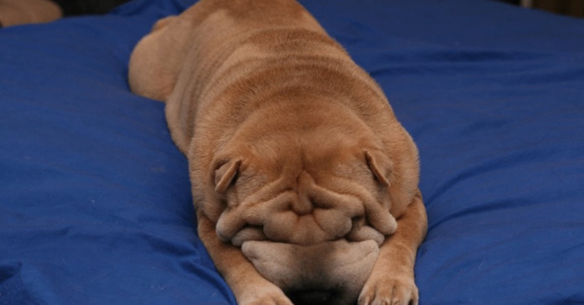 15 Chiens Qui Ont De Droles De Facons De Dormir