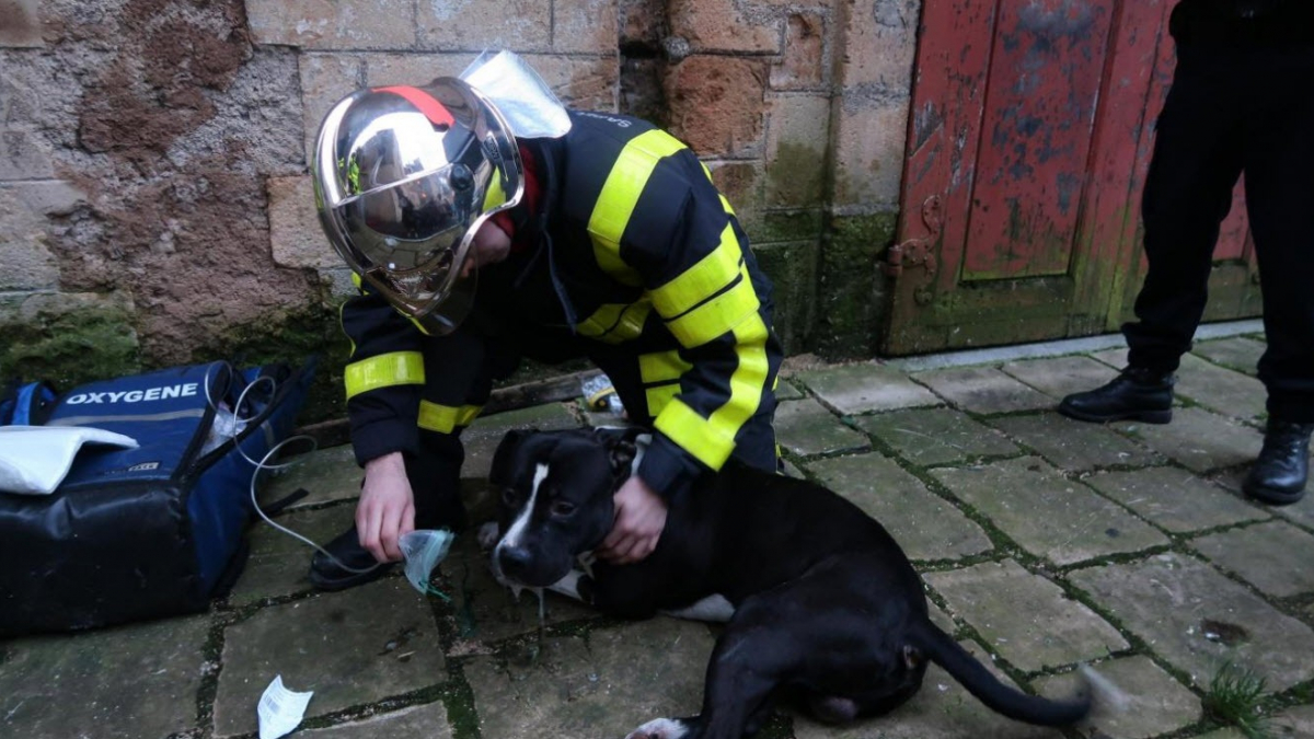 Illustration : "Sedan (08) : Les pompiers portent secours à un chien intoxiqué par la fumée"