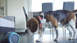 Illustration : Laïka, un concept de robot qui divertit les chiens laissés seuls à la maison