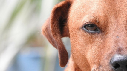 Illustration : 5 raisons pour lesquelles les chiens n’apprécient pas certaines personnes