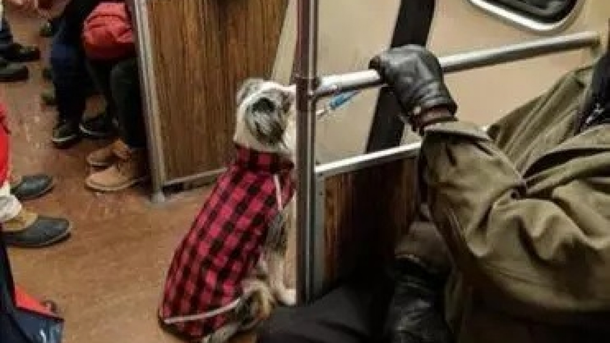 Illustration : "Etats-Unis : Grosse frayeur pour la propriétaire d’un chien dans un train de Boston"
