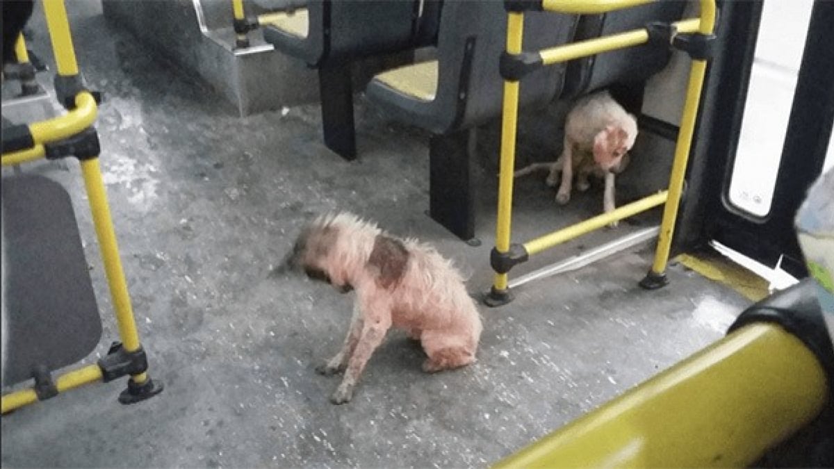 Illustration : "Un conducteur de bus enfreint le règlement pour mettre des chiens errants à l’abri de la tempête"