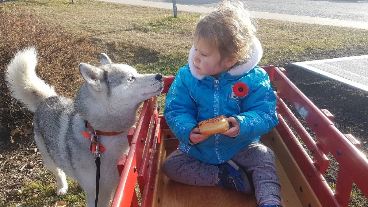 Illustration : "Canada : Un chien blessé par un chasseur qui le prenait pour un loup"