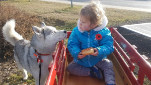 Illustration : Canada : Un chien blessé par un chasseur qui le prenait pour un loup