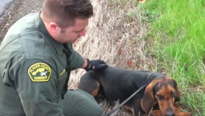 Illustration : Etats-Unis : 2 policiers portent secours à un chien coincé sous une voiture sur l'autoroute