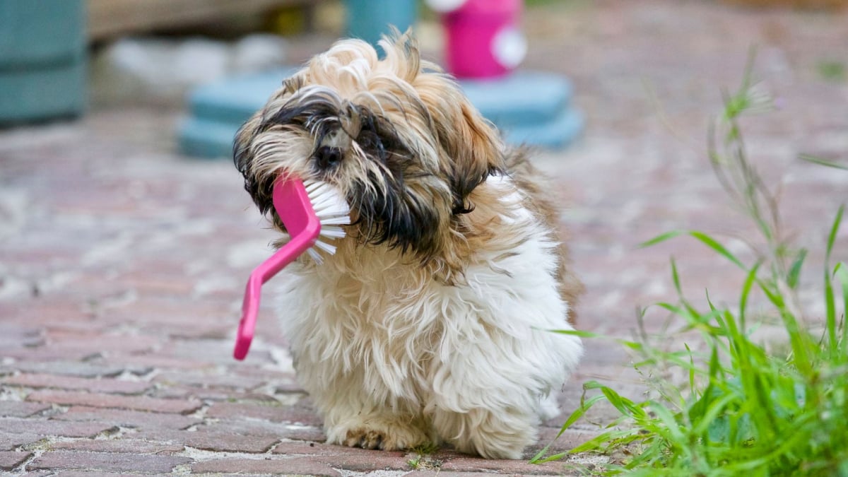 Illustration : "7 raisons qui expliquent l'importance du brossage régulier de votre chien !"