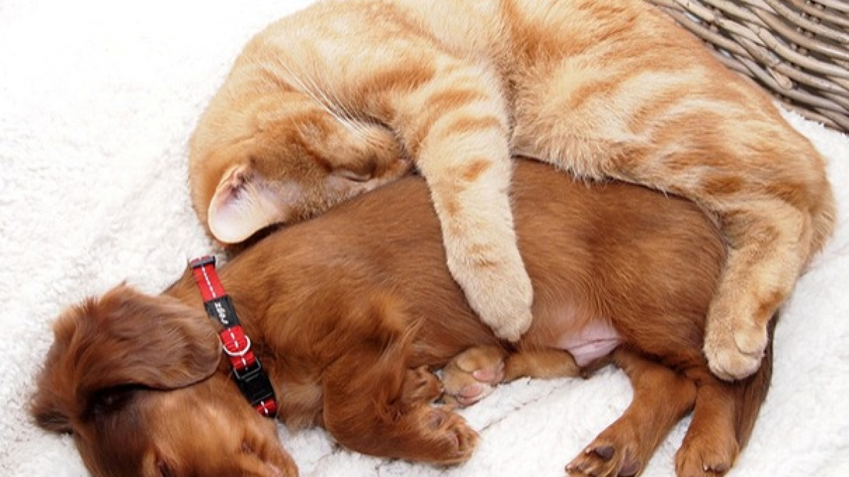 Illustration : "14 photos qui tordent le cou au cliché de l'éternel conflit entre chiens et chats"