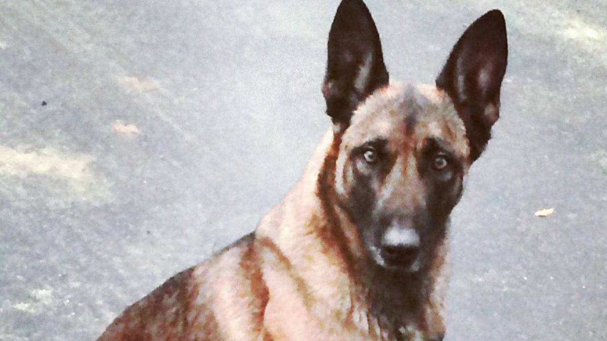 Illustration : "Etats-Unis : Un homme mord un chien de la police pendant son arrestation"