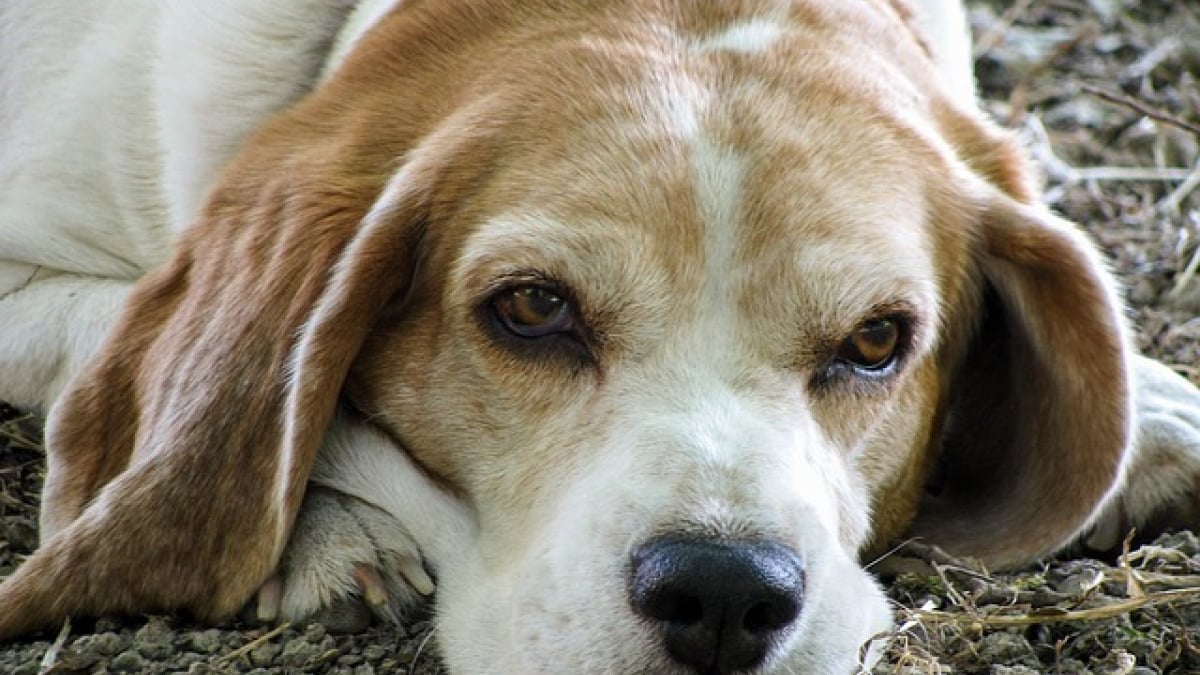 Illustration : "10 signes montrant que votre toutou s’apprête à rejoindre le paradis des chiens "