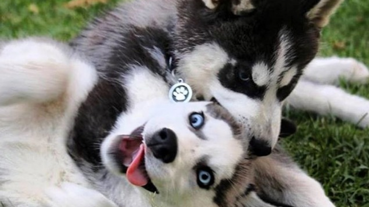 Illustration : "15 photos de chiens husky qui parlent d'elles-même"