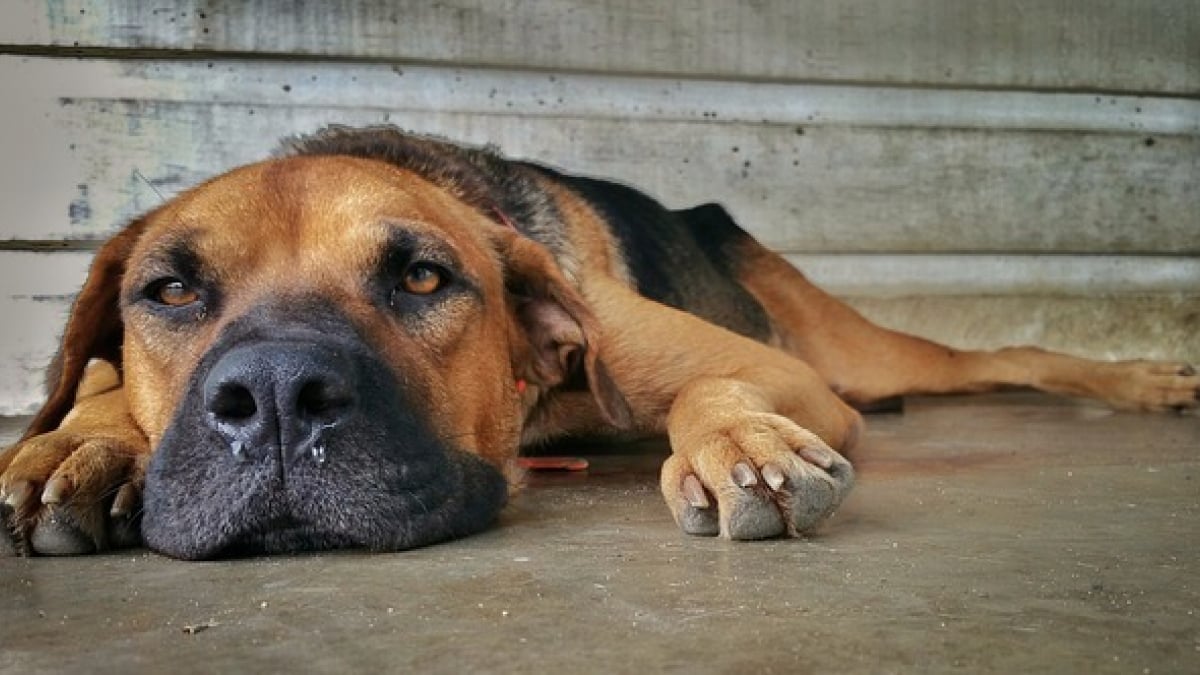 Illustration : "7 symptômes qui indiquent que votre chien pourrait être atteint de la grippe"