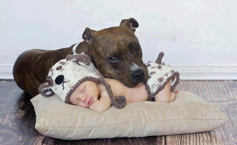 14 Chiens Qui Sont Convaincus Qu Un Bebe Est Un Chiot D Apparence Etrange