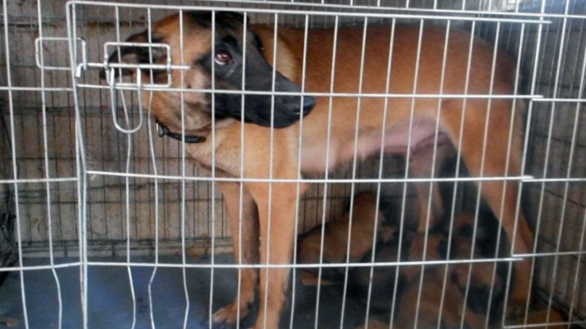 Illustration : "Seine-Saint-Denis : Des chiens de sécurité découverts dans un squat insalubre"