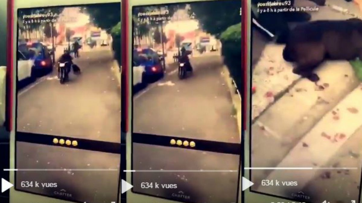 Illustration : "Il traîne un chien à l'arrière de son scooter et publie la vidéo sur Snapchat"